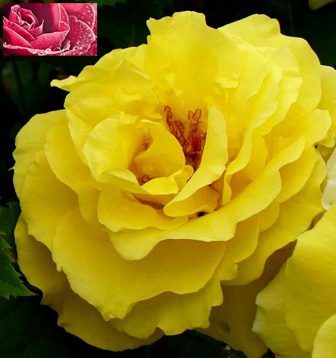 _vyrn_596rosa-fresia